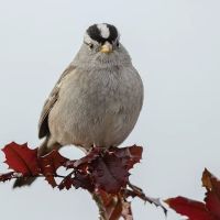 Birding Bob ico