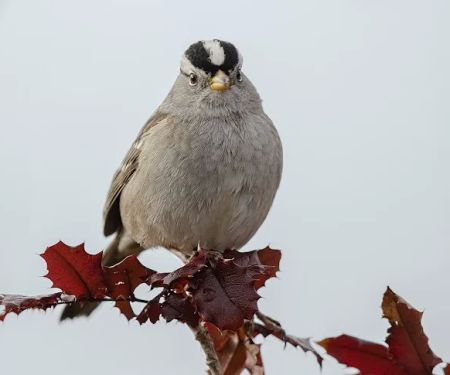 Birding Bob