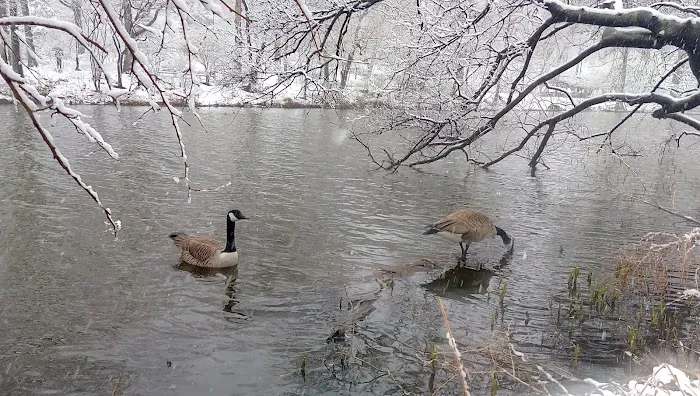 The Lake Viewing Area Picture 8