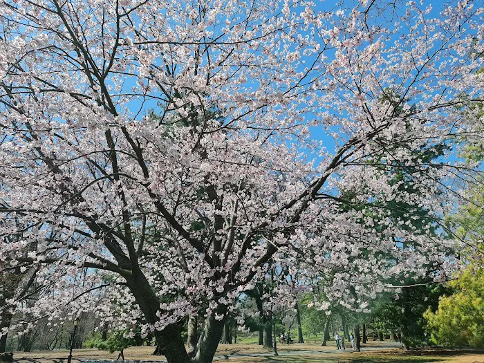 The Great Lawn Picture 4