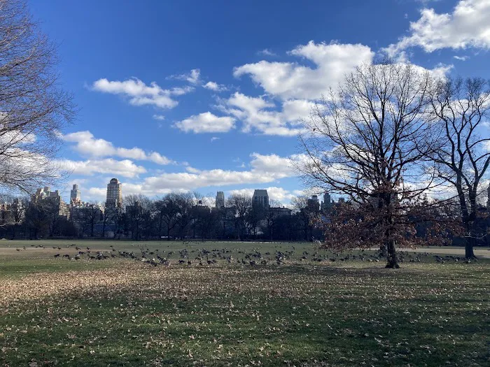 The Great Lawn Picture 6