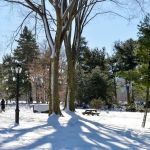 Arthur Ross Pinetum