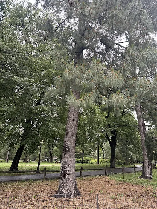 Arthur Ross Pinetum Picture 4