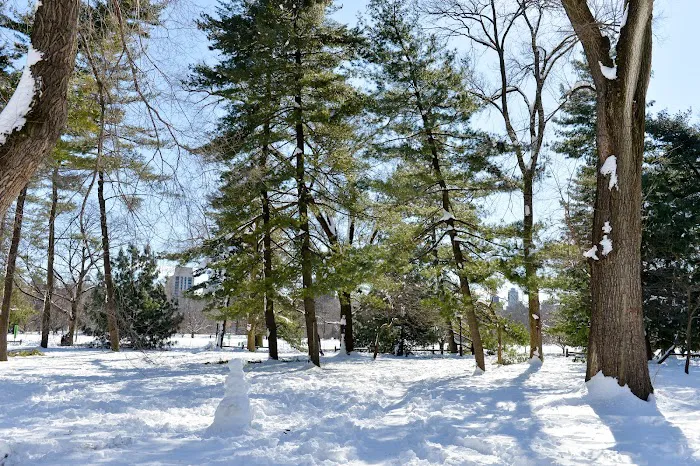 Arthur Ross Pinetum Picture 3