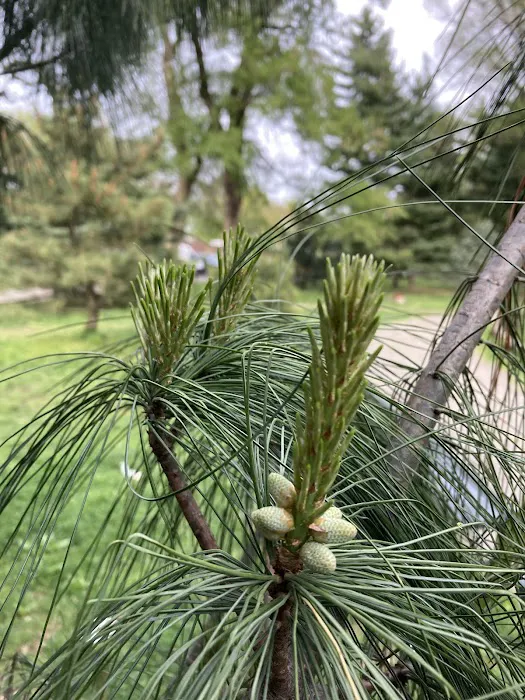 Arthur Ross Pinetum Picture 10