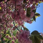 Bridle Path - Cherry Blossoms