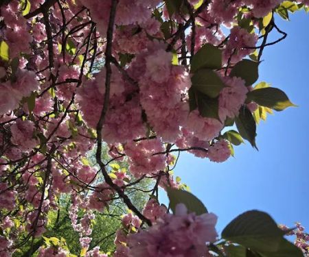 Bridle Path - Cherry Blossoms