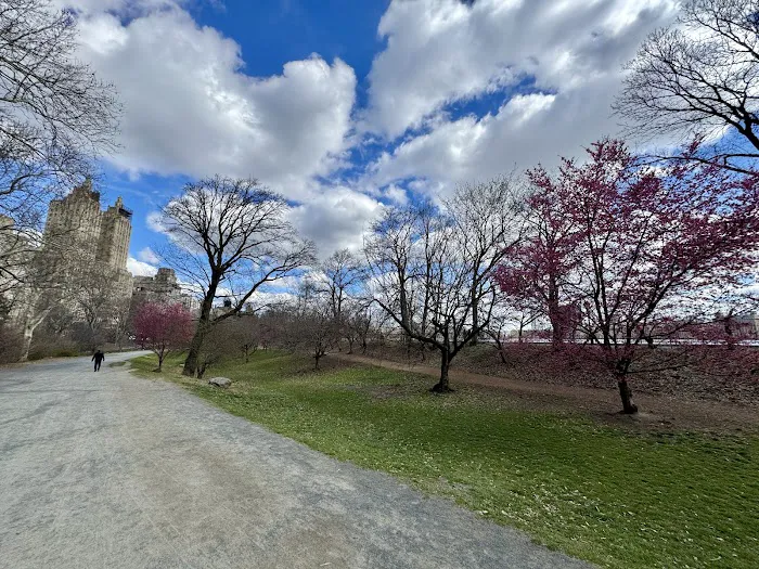 Bridle Path - Cherry Blossoms Picture 4