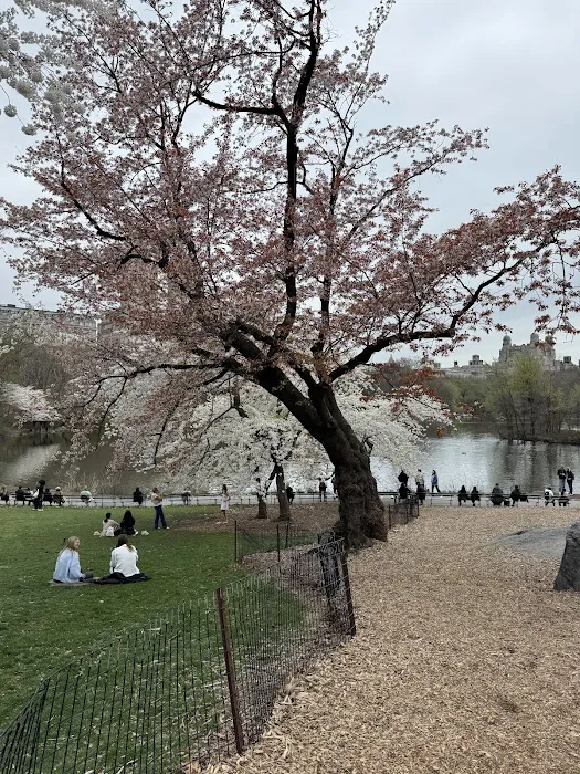 Bridle Path - Cherry Blossoms Picture 9