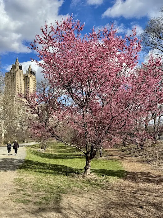 Bridle Path - Cherry Blossoms Picture 10
