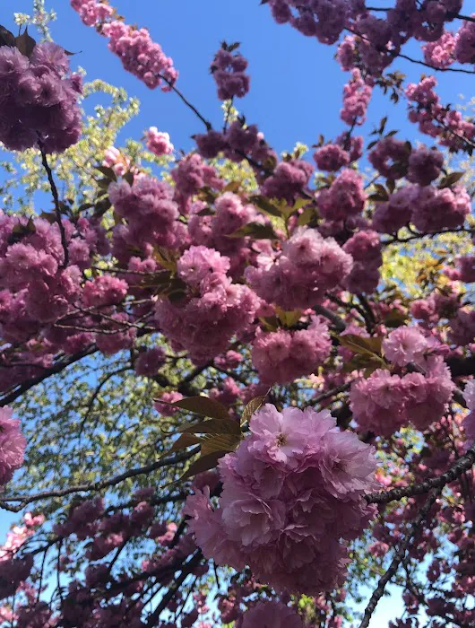 Bridle Path - Cherry Blossoms Picture 8
