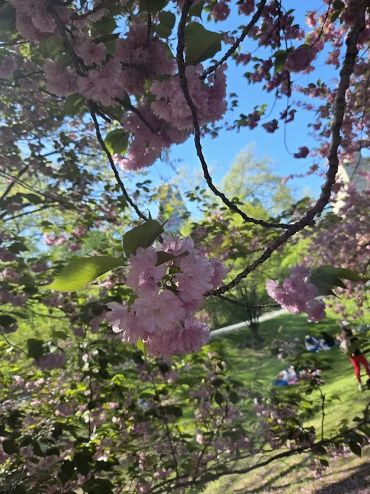 Bridle Path - Cherry Blossoms Picture 7