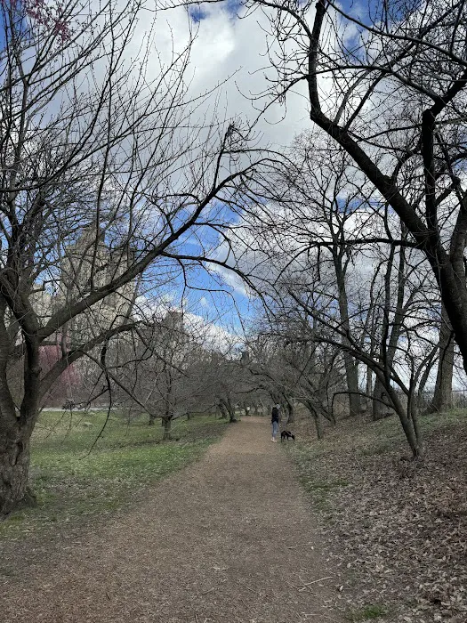 Bridle Path - Cherry Blossoms Picture 5