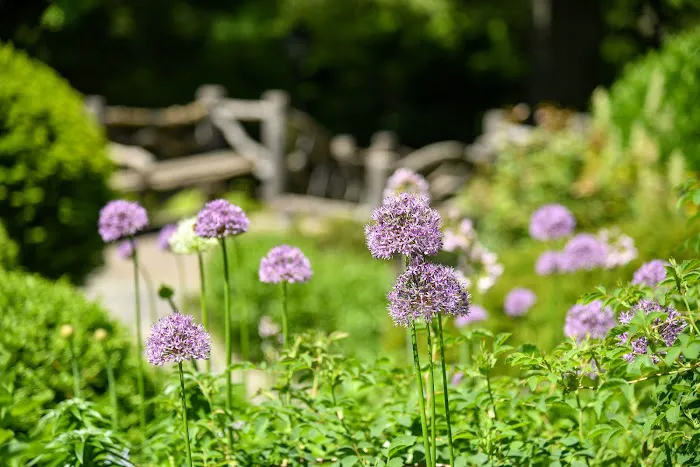Shakespeare Garden Picture 10