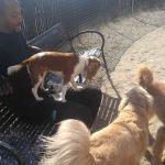 Andrew Haswell Green Dog Park