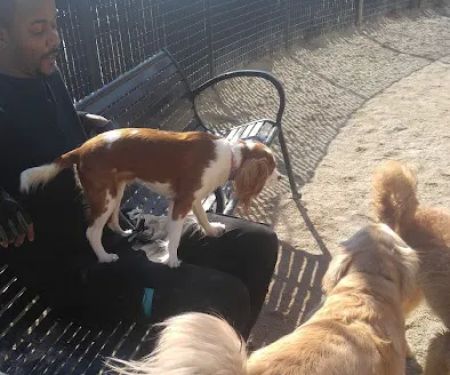 Andrew Haswell Green Dog Park
