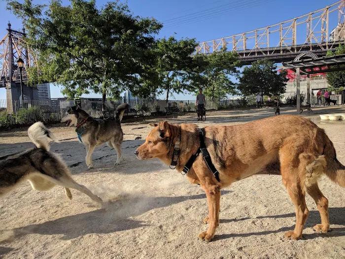 Andrew Haswell Green Dog Park Picture 7