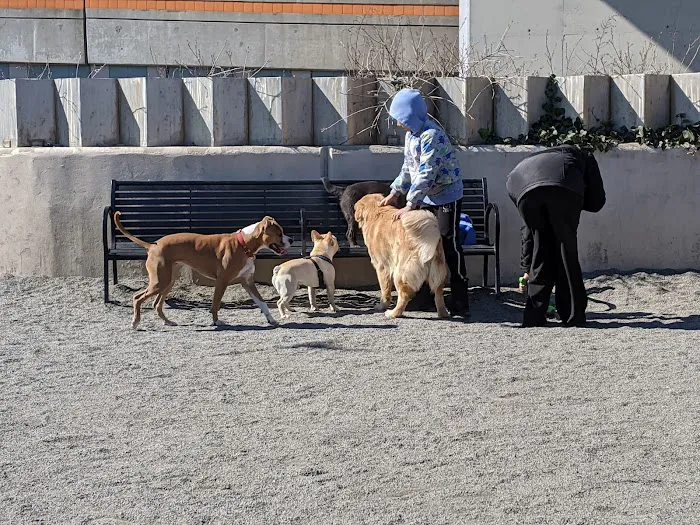 East River Esplanade Dog Run Picture 6