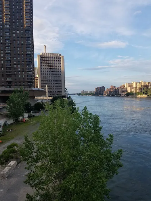 East River Esplanade Dog Run Picture 9