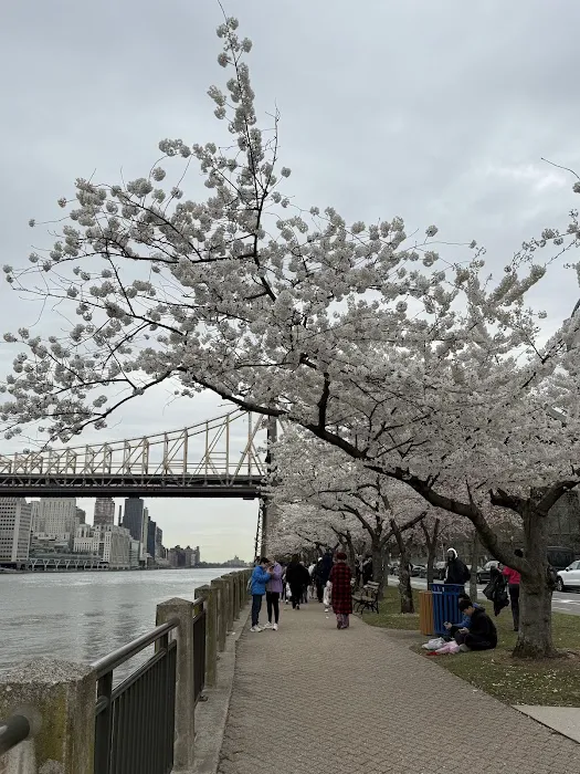 Roosevelt Island Viewpoint - Manhattan Side Picture 2