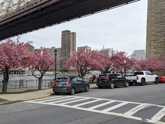 Roosevelt Island Viewpoint - Manhattan Side Picture 10