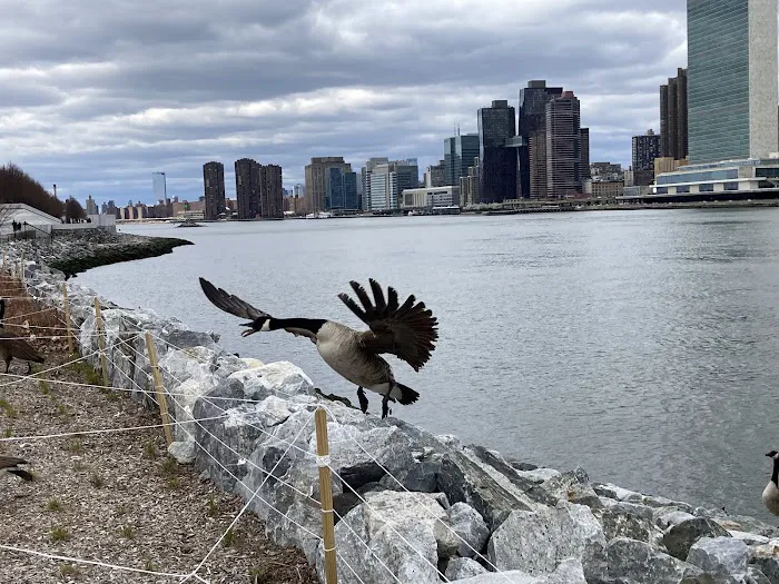 Roosevelt Island Picture 10