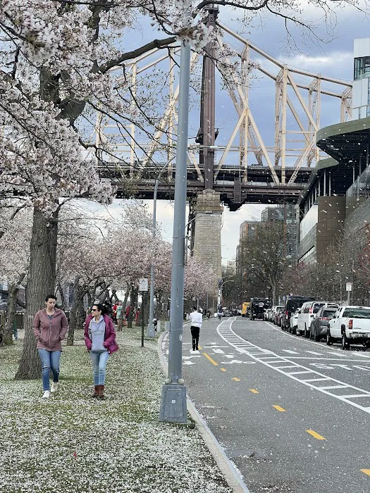 Cornell Tech Campus Lawn Picture 1