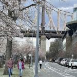 Cornell Tech Campus Lawn