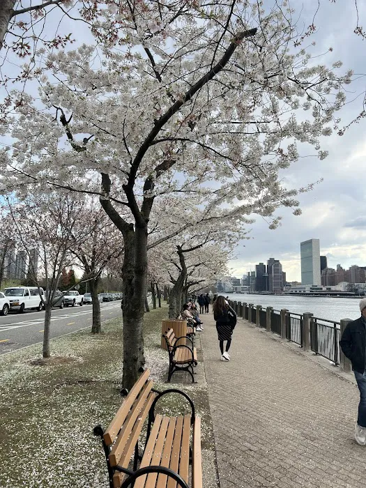 Cornell Tech Campus Lawn Picture 3