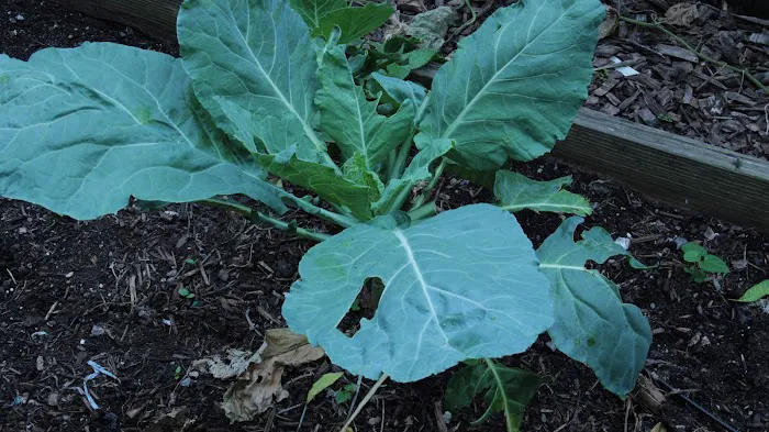 Riverside Valley Community Garden Picture 2