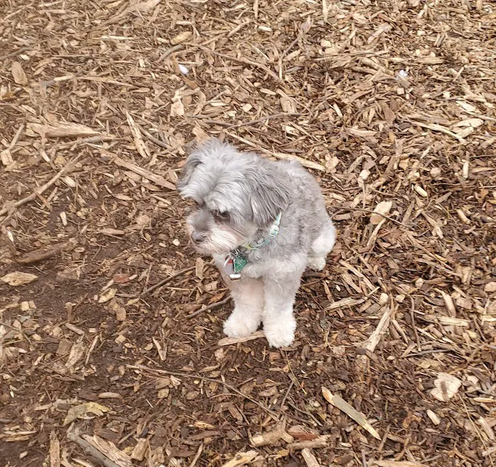 142nd Street Dog Run Picture 8