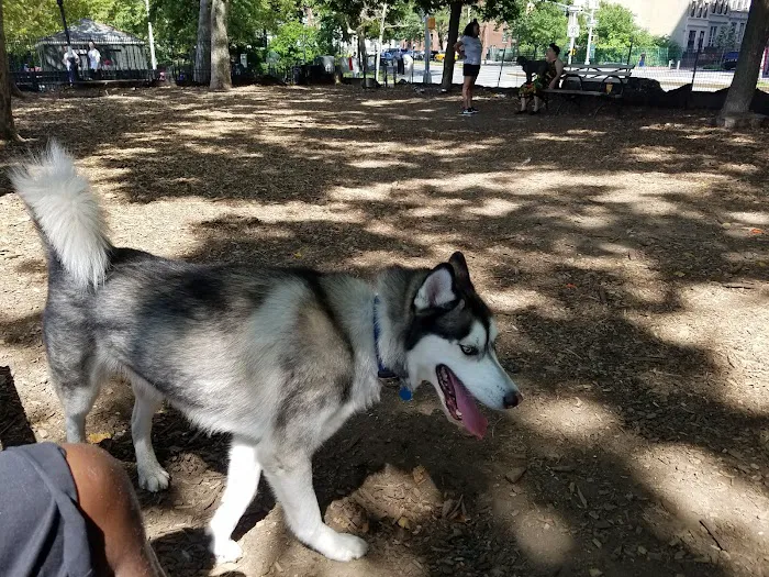 142nd Street Dog Run Picture 9