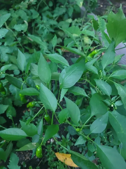 Clayton Williams Garden Picture 5