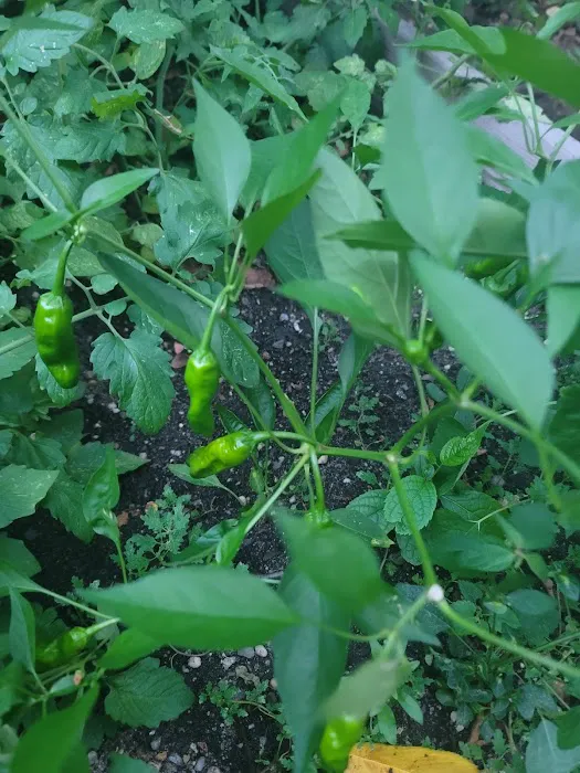 Clayton Williams Garden Picture 7