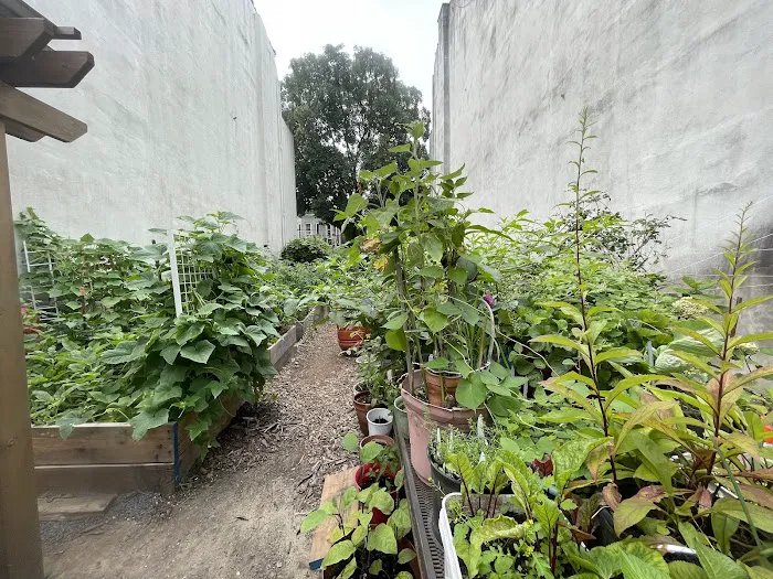 Lincoln Road Garden Picture 4