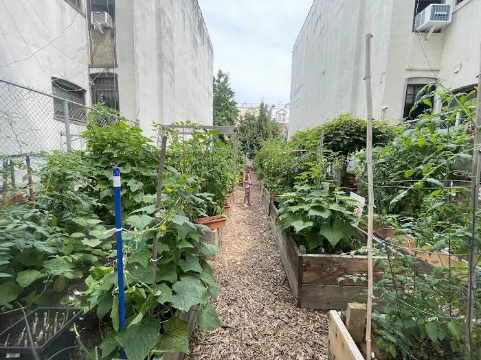 Lincoln Road Garden Picture 5