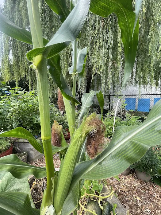 Maple Street Community Garden Picture 2