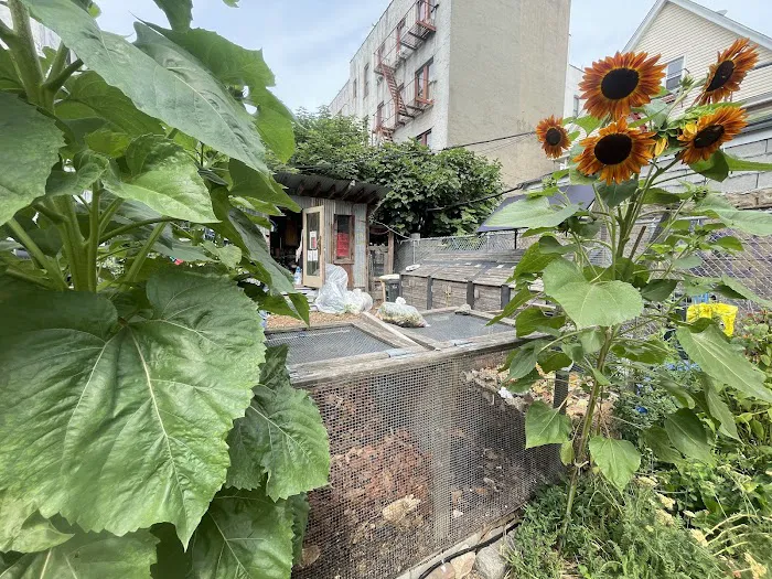 Maple Street Community Garden Picture 1
