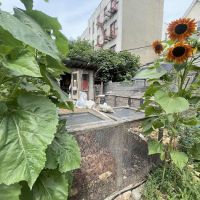 Maple Street Community Garden ico