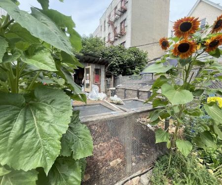 Maple Street Community Garden