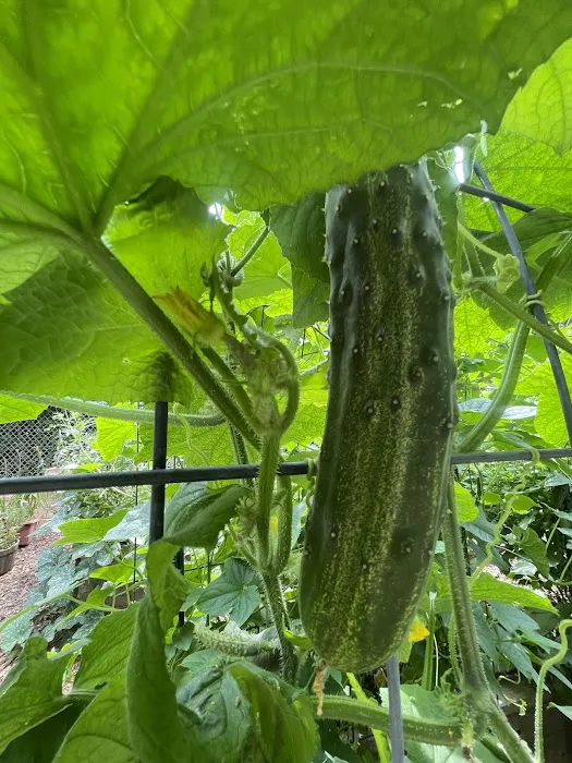 Maple Street Community Garden Picture 7