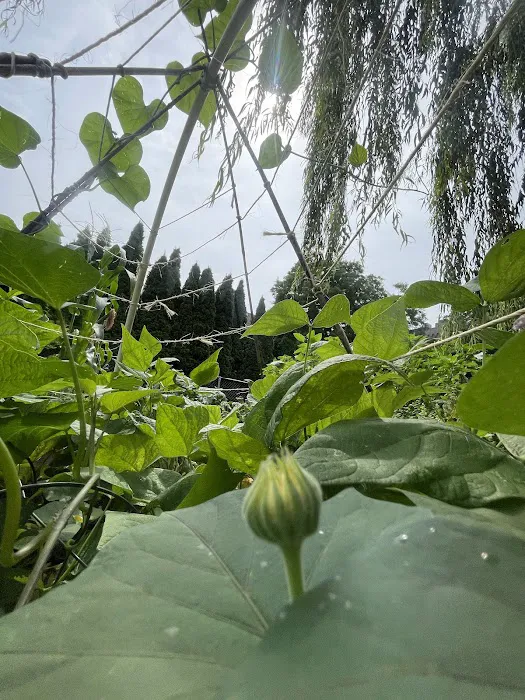 Maple Street Community Garden Picture 5