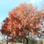 Drummer's Grove