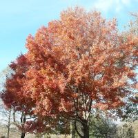 Drummer's Grove ico