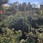 Monarch Butterfly Garden