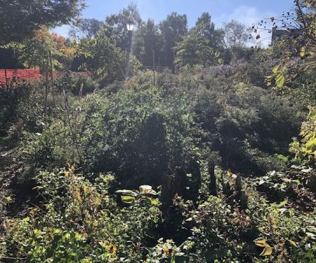 Monarch Butterfly Garden