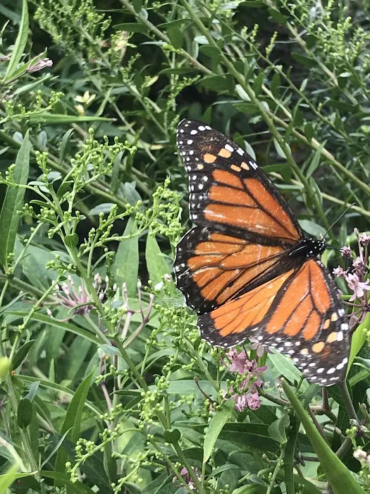 Monarch Butterfly Garden Picture 3