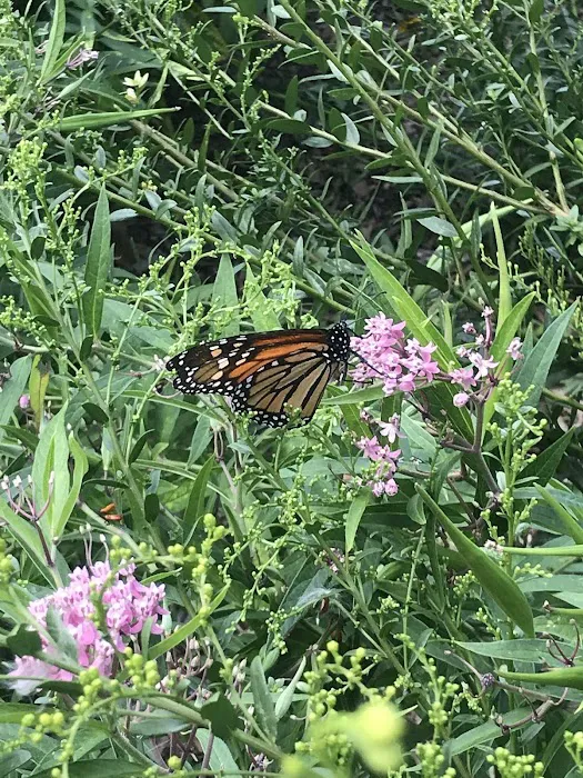 Monarch Butterfly Garden Picture 2