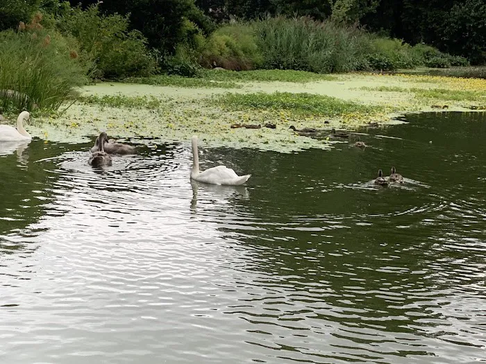 Prospect Park Wetland Picture 4