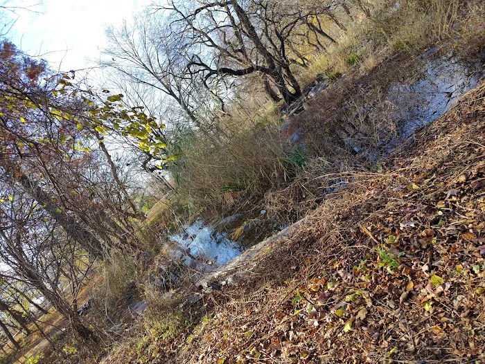 Prospect Park Wetland Picture 7